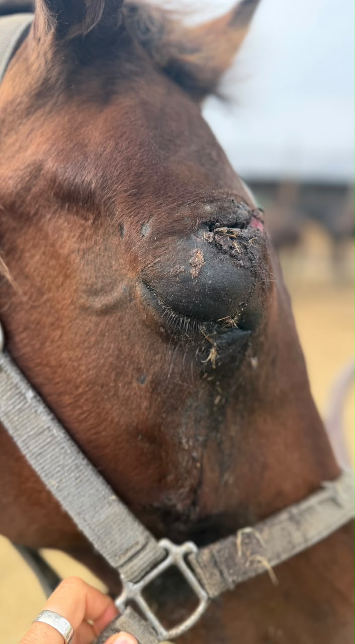 Ember, 12-year-old black mare