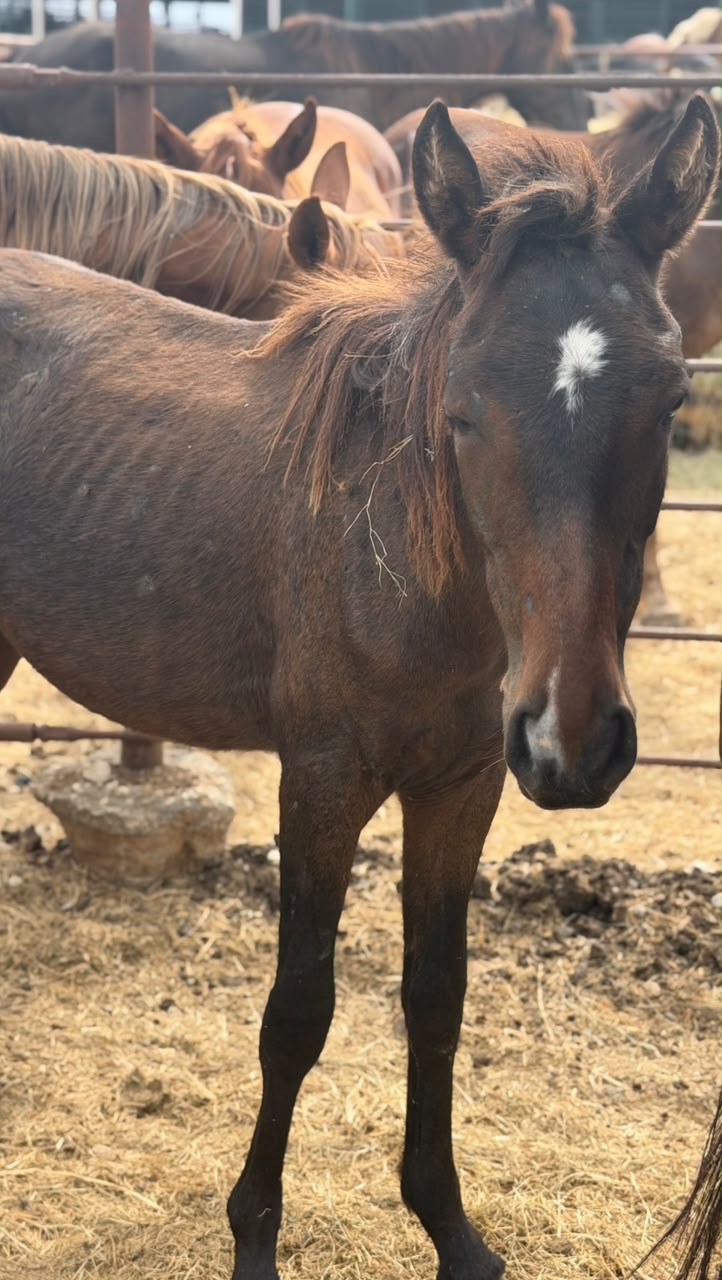A rescued horse standing safe in the sanctuary