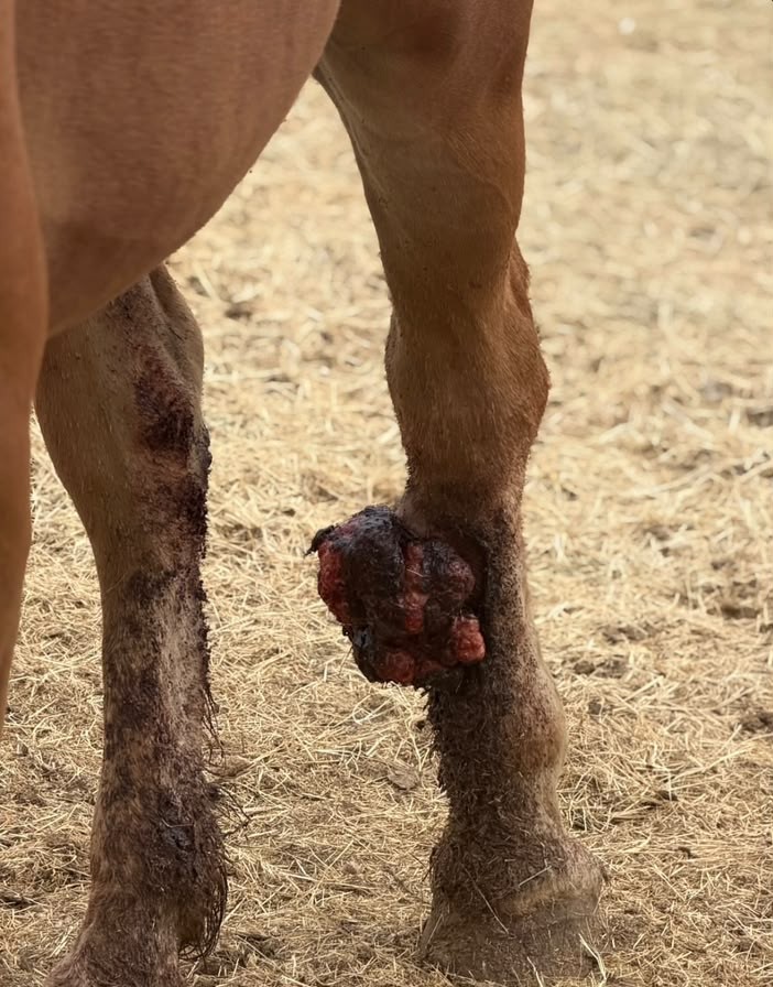 A newly rescued horse beginning treatment for a severe leg wound